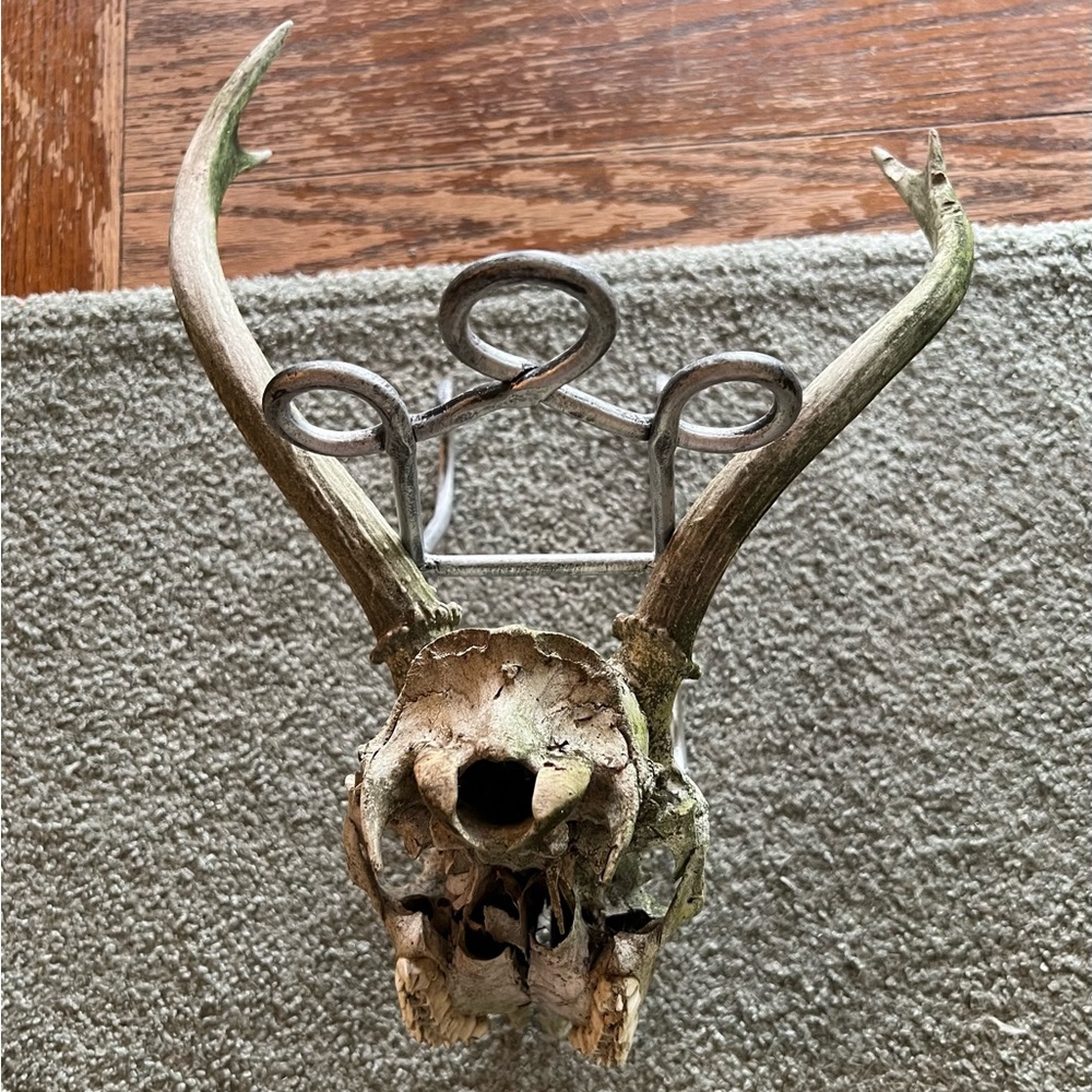 Rustic Antlered Skull & Antlers with Teeth Intact